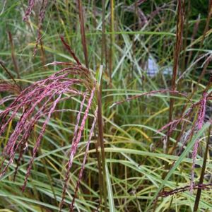 Miscanthus sinensis 'Flamingo' ---